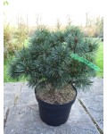 Pinus sylvestris Чантрі Блю опис